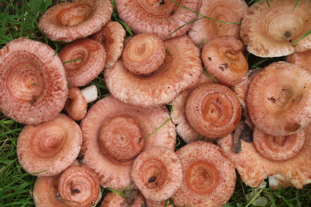 есть ли грибы в Подмосковье 2019 фото 18