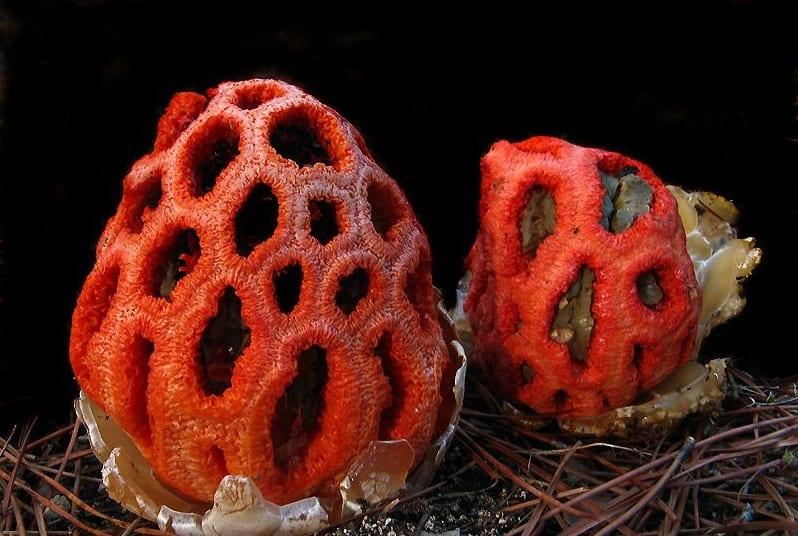 Какие существуют необычные грибы и в чем их примечательные особенности?