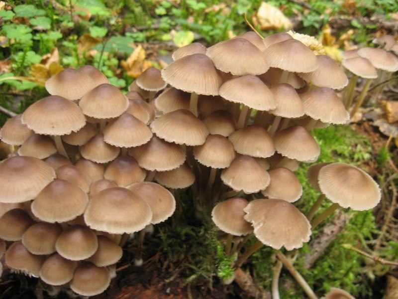 ядовитые и несъедобные грибы фото 3