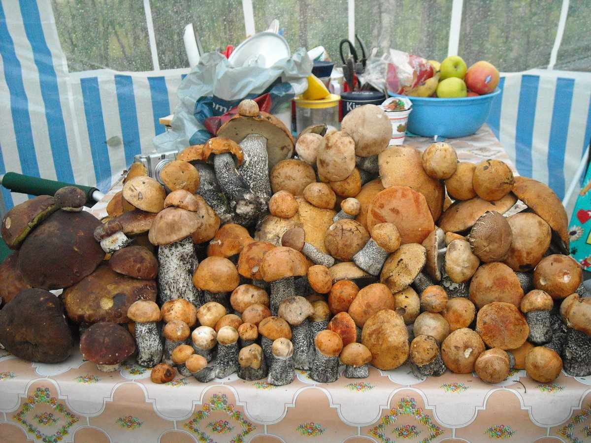 съедобные грибы в Карелии 2019, фото 2