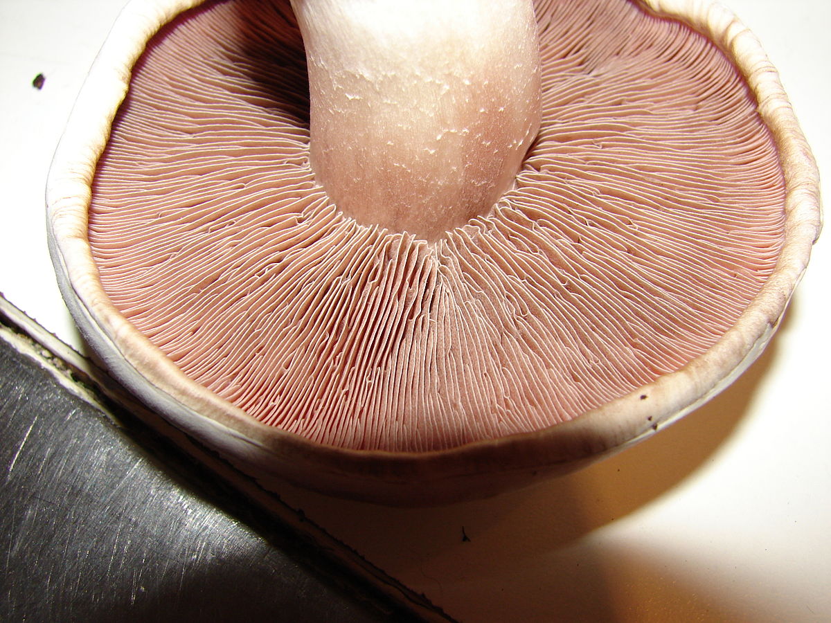 Трубчатые грибы и пластинчатые грибы примеры, характерные черты