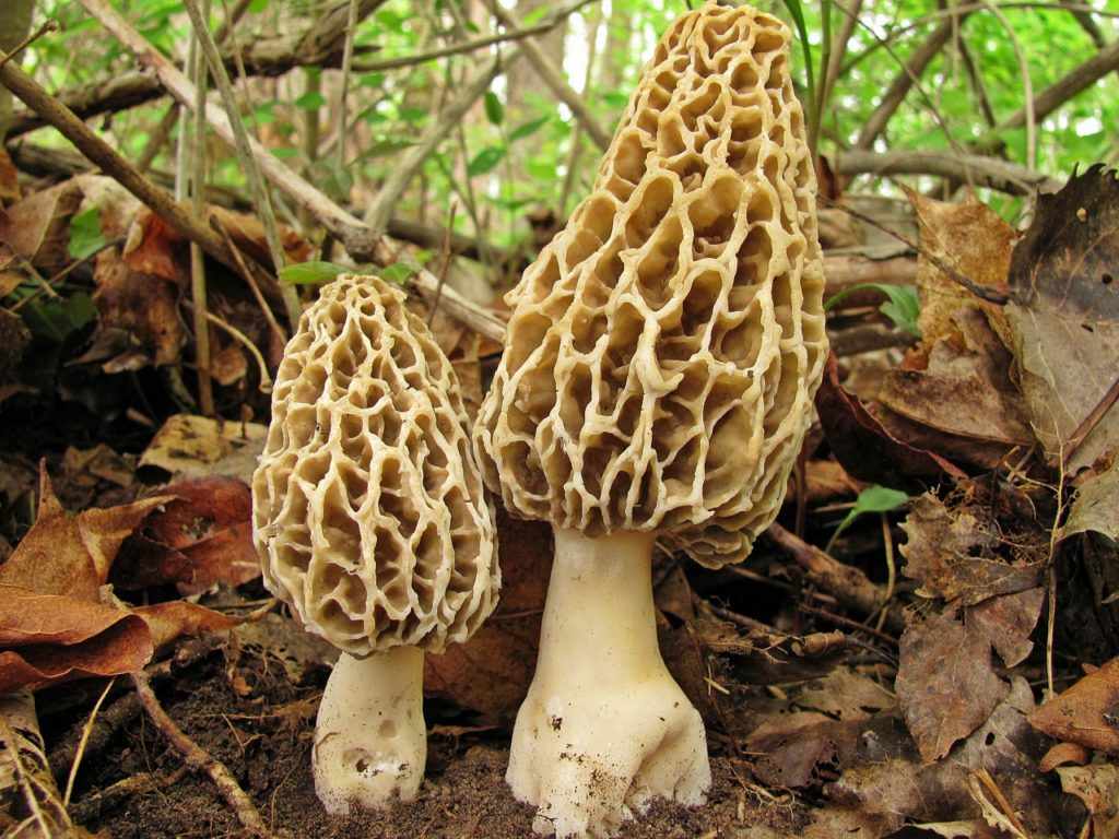 Гриб Сморчок – когда собирать и где искать главный гриб Весны
