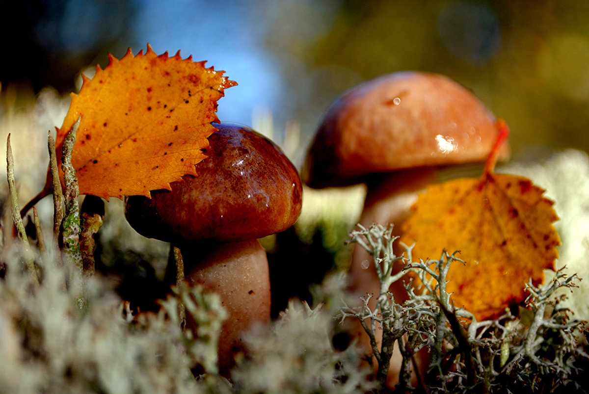 осенние грибы фото 1