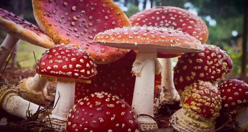 Кучка красных грибов мухоморов