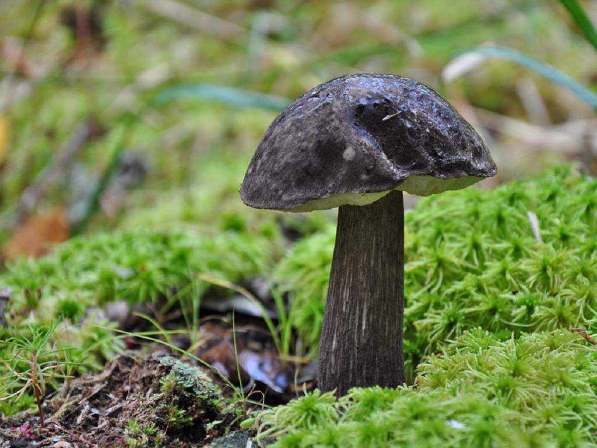 редкие грибы фото 1