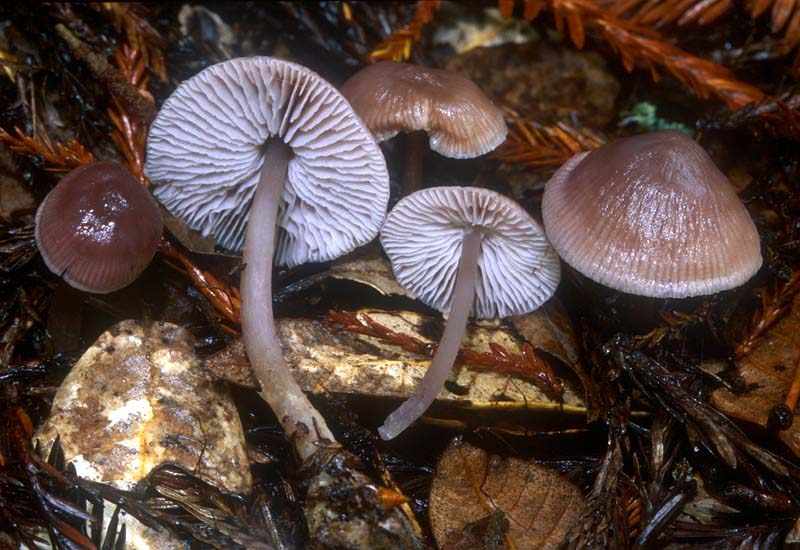 ядовитые грибы - опасно фото 4