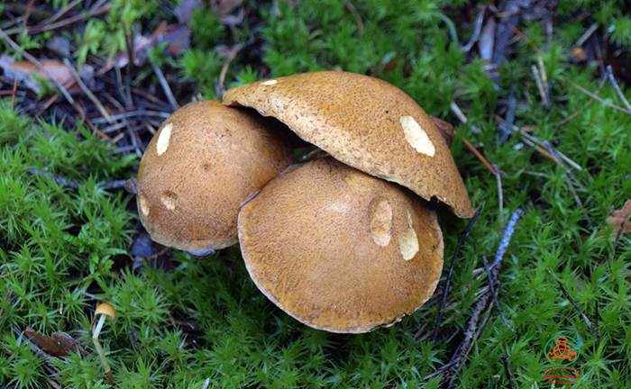 летние грибы фото 4