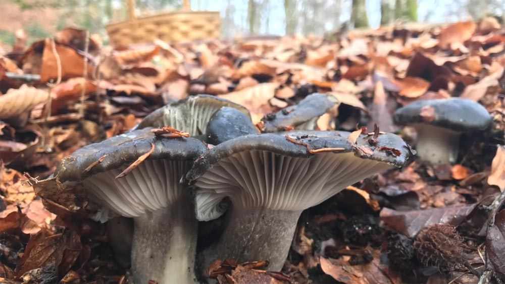 весенние грибы 2019 в Подмосковье, сбор в лесу фото 2