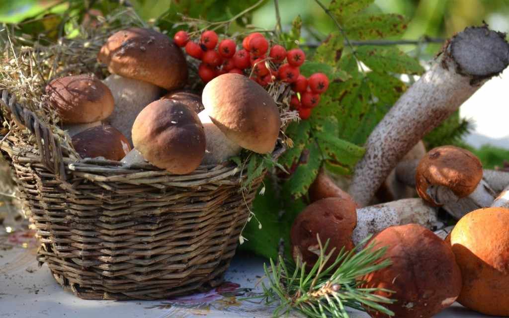 фото урожая грибов Забайкалья 2019 5