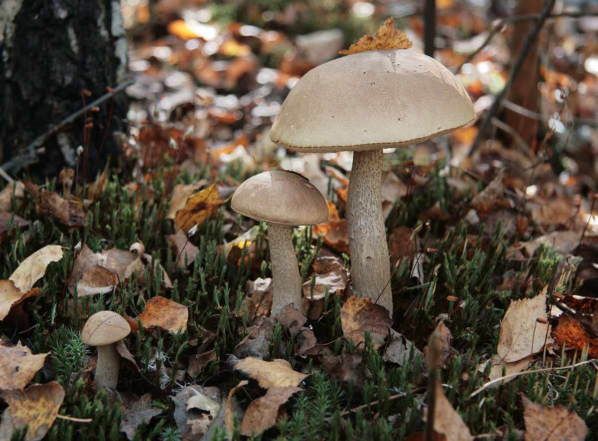 грибы и грибные места Омской области 2019