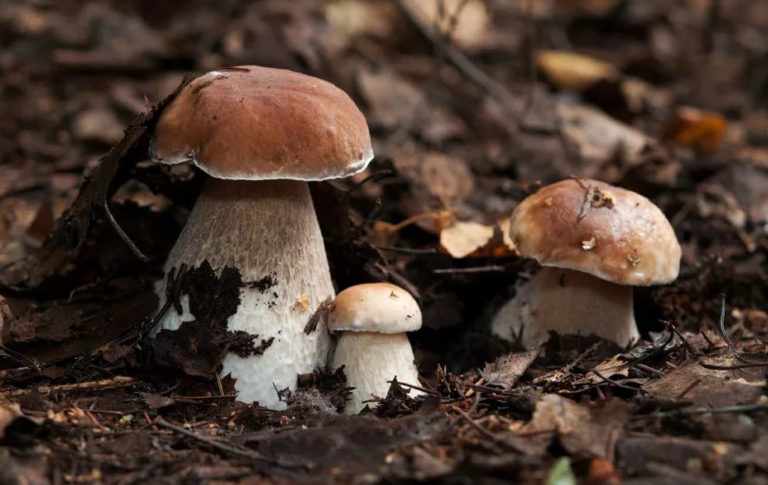 съедобные грибы фото 6