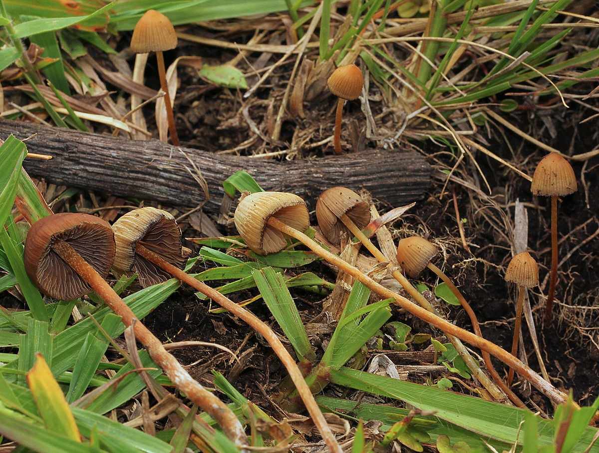 Псилоцибиновые грибы-таинственные, притягательные и опасные