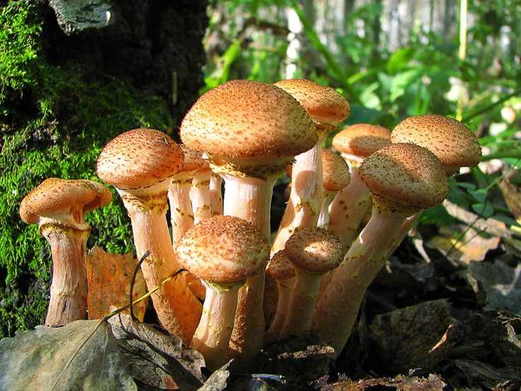 какие грибы растут в Рязани фото 10