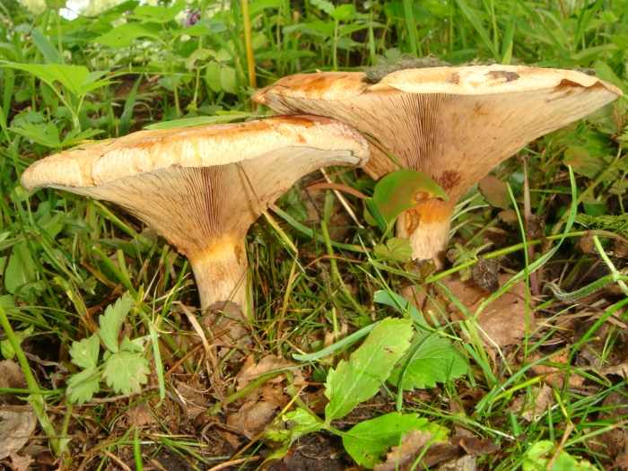 съедобные грибы фото 3