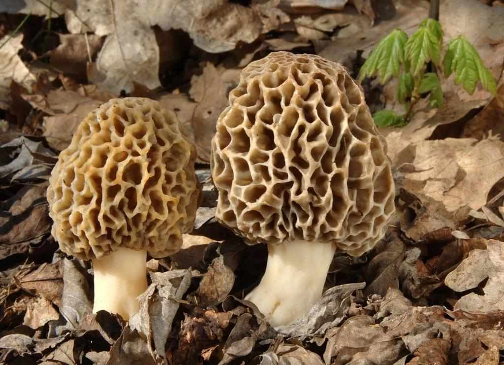 какие грибы растут в Рязани фото 6