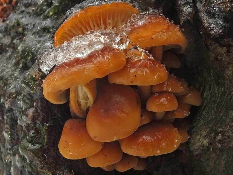 съедобные грибы фото 14