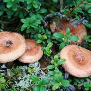 съедобные грибы фото 7