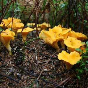 съедобные грибы фото 14