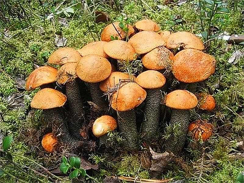 весенние грибы фото 1