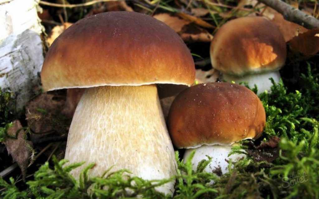Белый гриб – король грибного царства