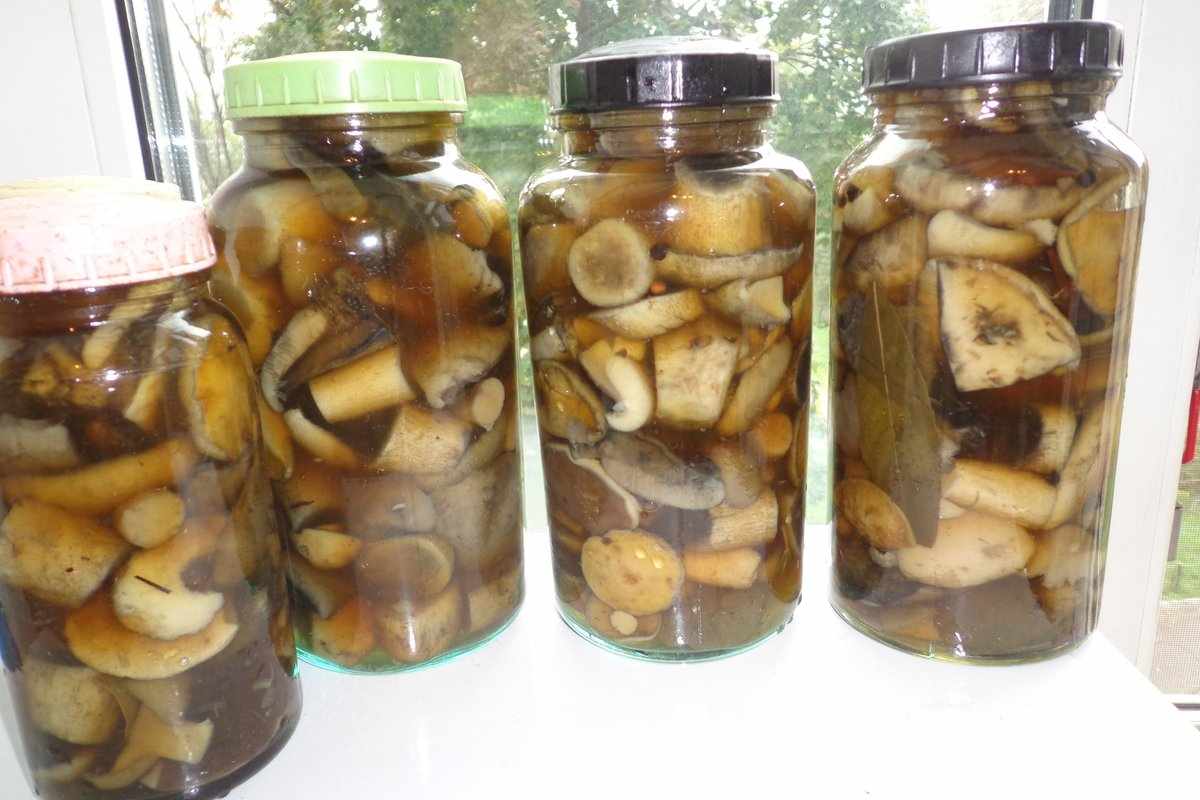 маринованные валуи - грибы без соли в банках на фото