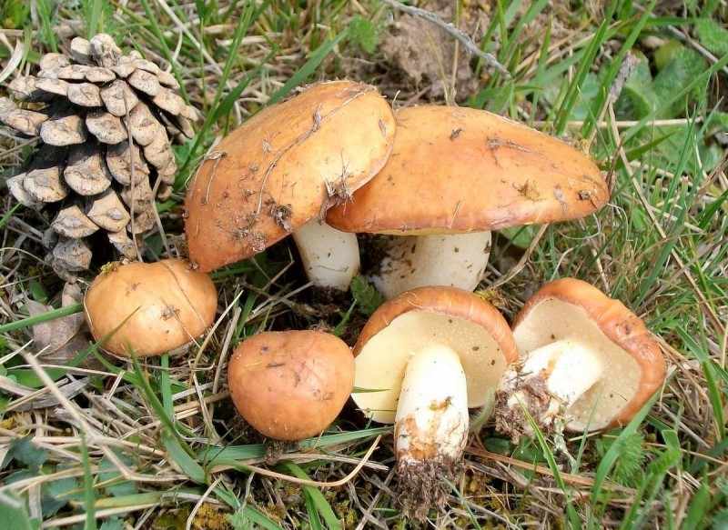 грибы маслята - съедобные грибы