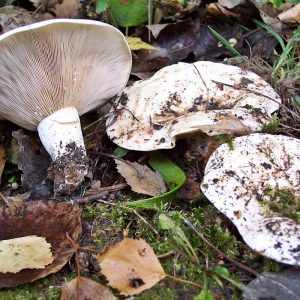съедобные грибы фото 15