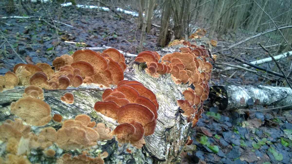 какие грибы растут в Свердловской области фото 2