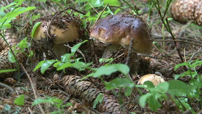 какие грибы можно найти в лесу