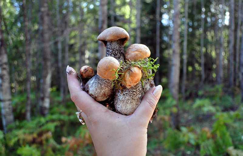 съедобные грибы в Карелии 2019, фото 6