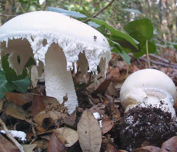 Яйцевидный мухомор белые грибы на фоне зеленой и сухой листвы