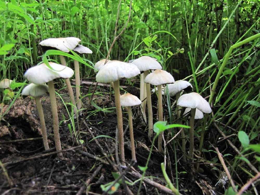 Псилоцибиновый гриб в России – запрещённый ключ к таинствам Вселенной