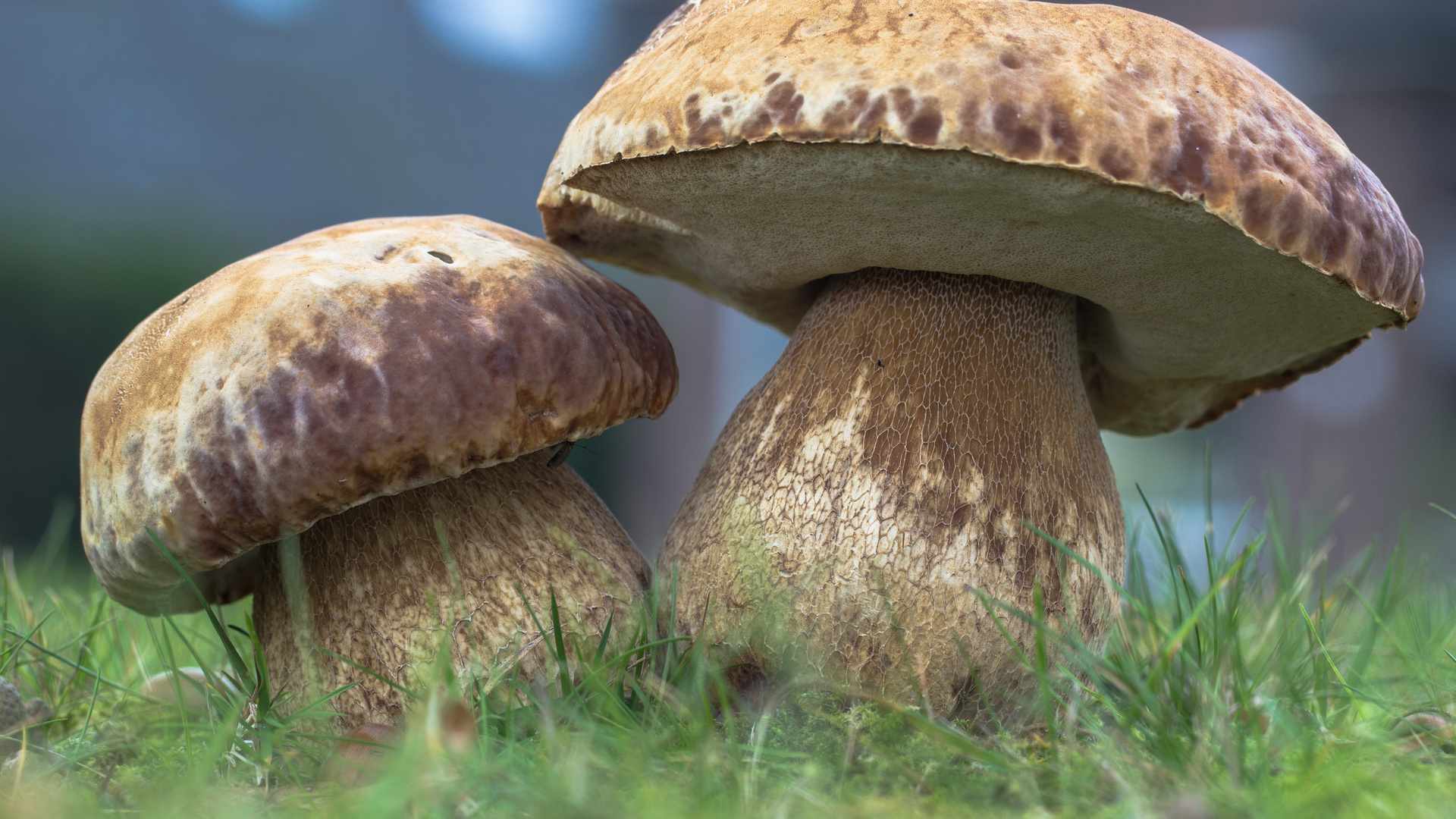 белый гриб - правильное выращивание в домашних условиях