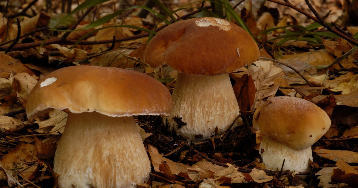 описание гриба Боровика фото 2