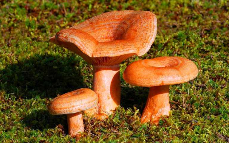 есть ли грибы в Подмосковье 2019 фото 10