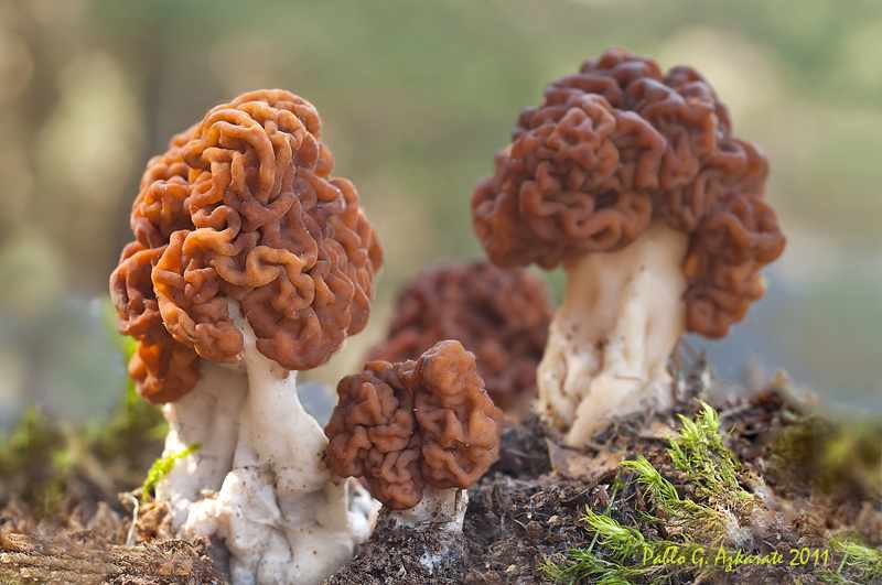 какие грибы растут в Рязани фото 8