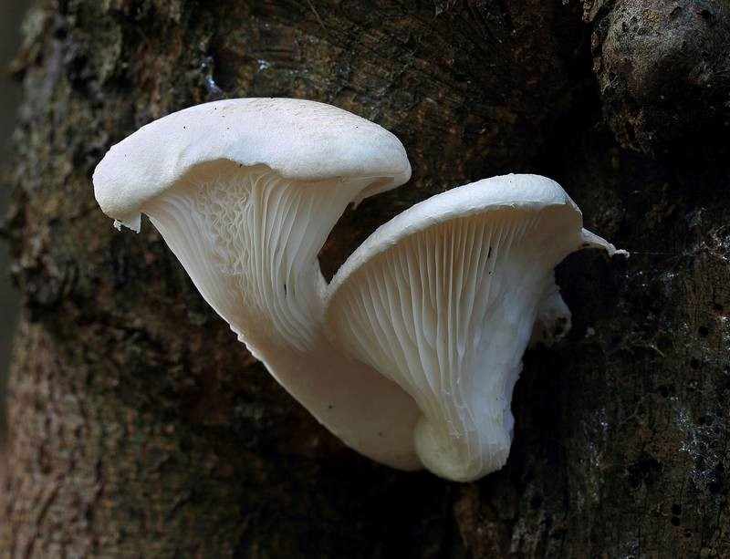 Вешенка - полезный гриб: описание, разновидности, полезные свойства и как можно вырастить в домашних условиях