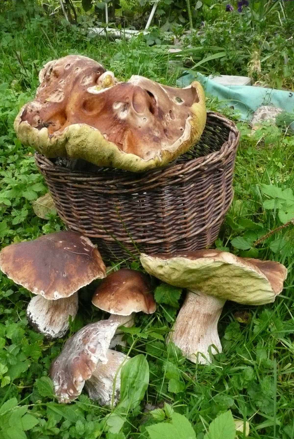 осенние грибы фото 2