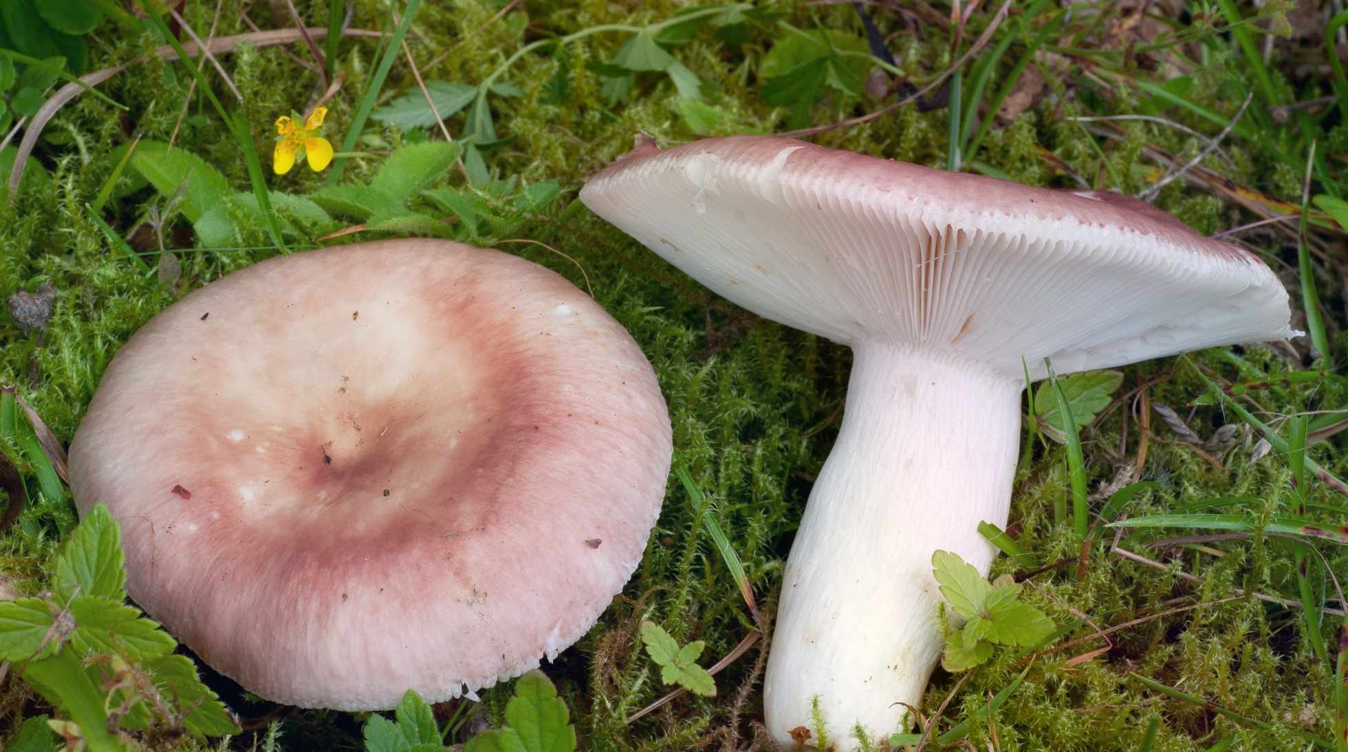 Сыроежка Пищевая Russula Vesca