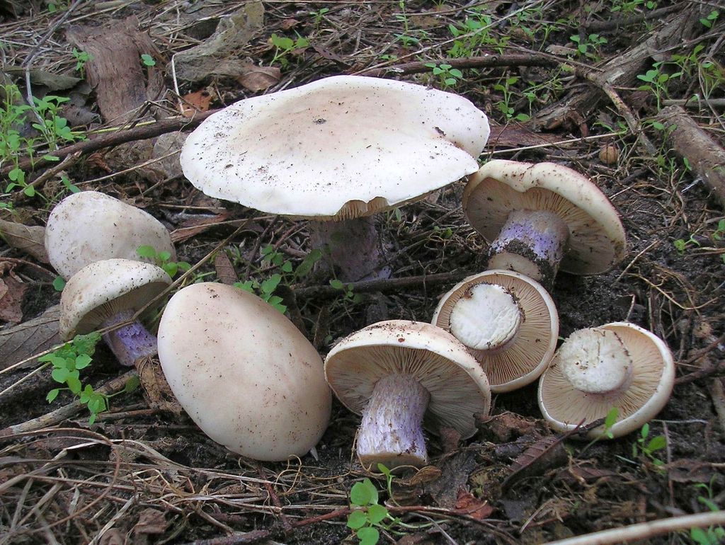 Рядовка лиловоногая: узнаваемый представитель грибного царства