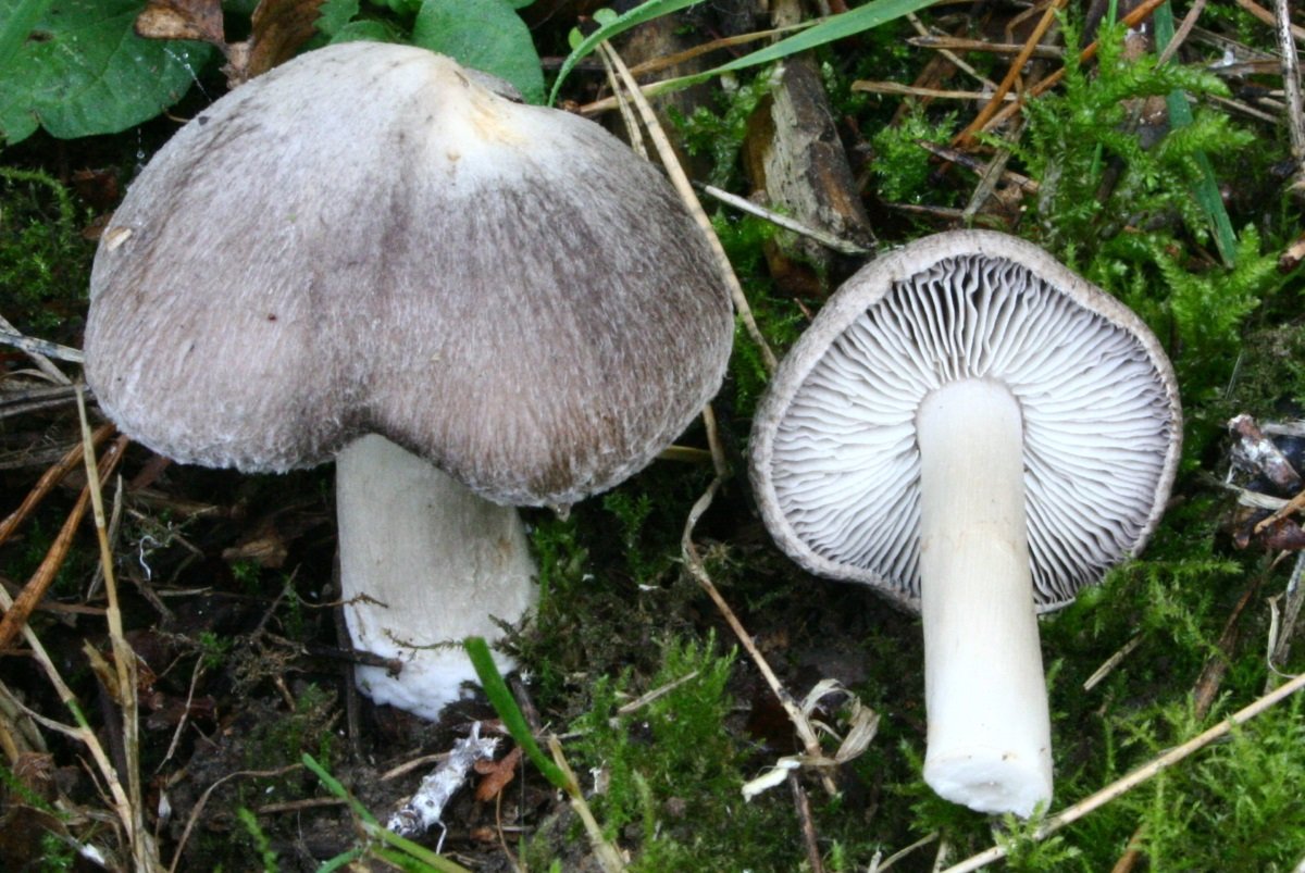 Рядовка землистая – землянисто-серый, полезный и ароматный гриб: где искать и как готовить