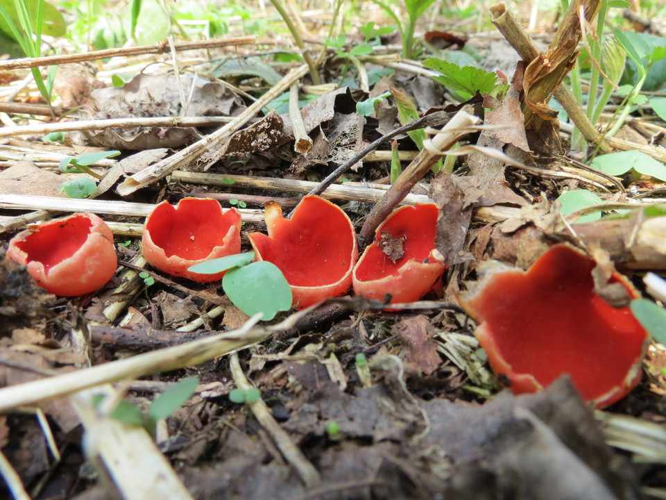 съедобные и несъедобные весенние грибы 2019, описание на фото 2
