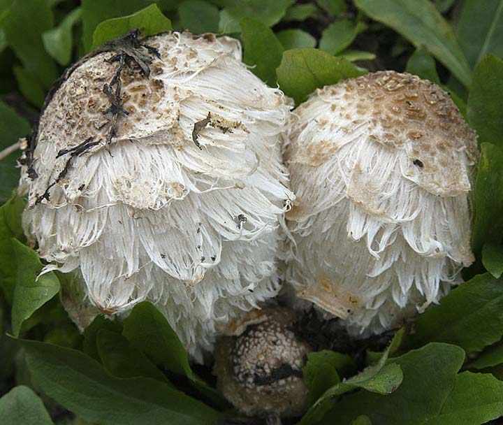 ядовитые грибы фото 3