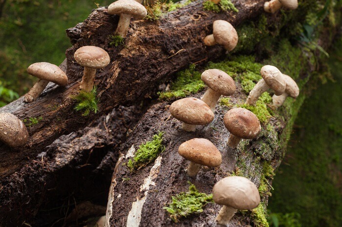 Описание, польза и вред, ареал распространения и съедобности китайских грибов
