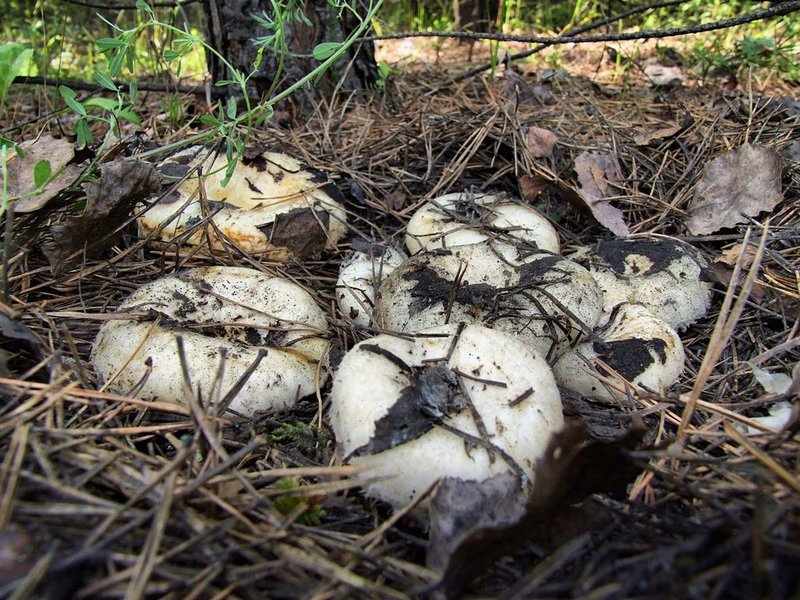 какие грибы растут в Свердловской области фото 1