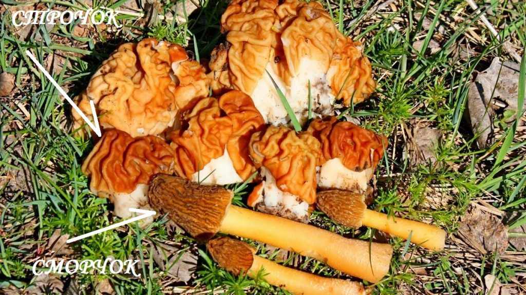 Гриб Сморчок - самый весенний из всех грибов