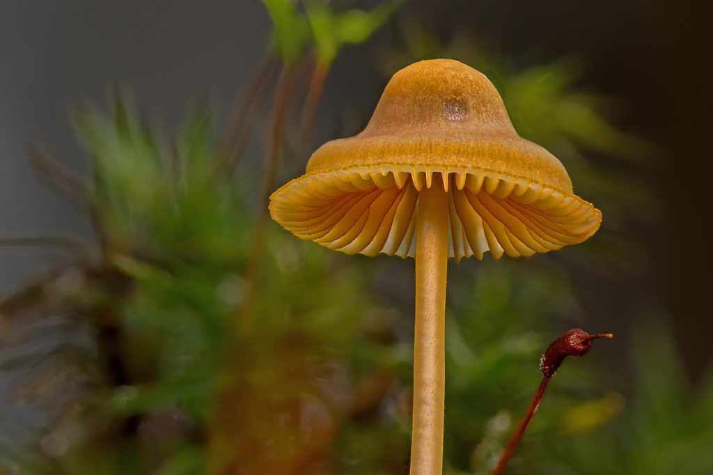 Строение гриба – от грибницы до шляпки
