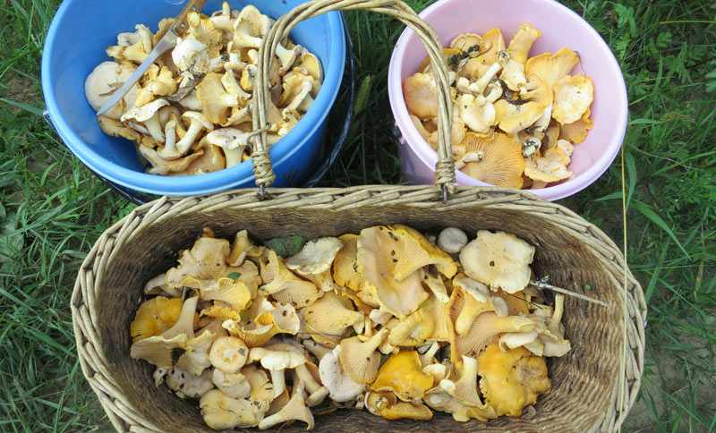какие грибы собирать в Орловской области в 2019 году