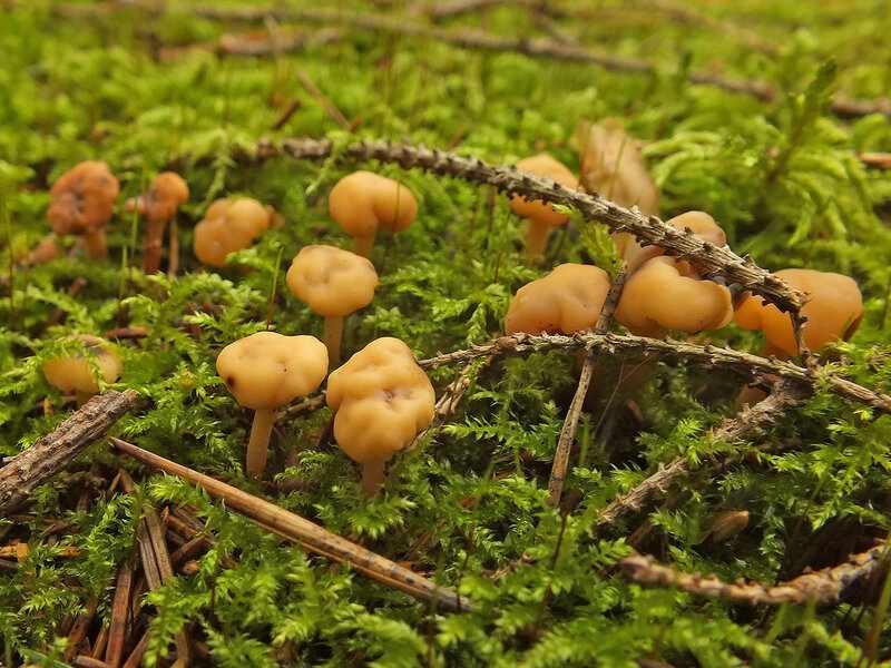 весенние грибы фото 2