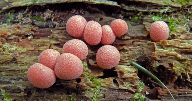 Где произрастает гриб слизевик и можно ли употреблять его в пищу?